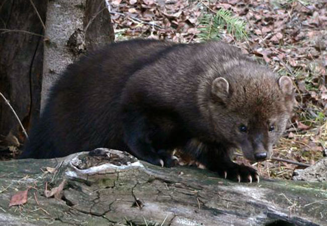 Illegal Marijuana Growers Poison Pacific Fishers