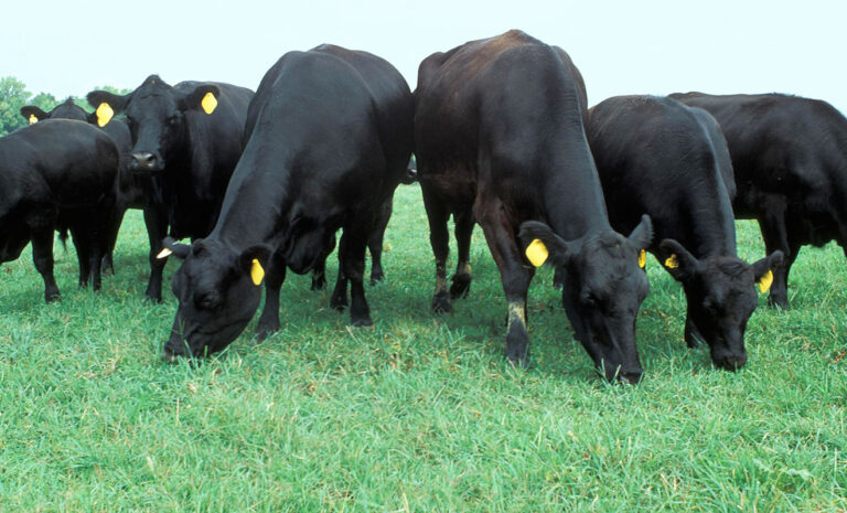 America’s Most Wanted Bull